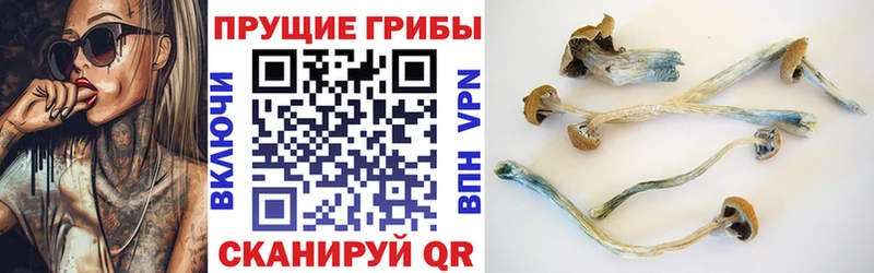 Купить закладки  Морозовск  Псилоцибиновые грибы Cubensis 